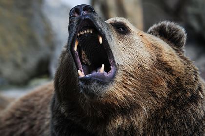 В России медведь привык к кормящим его людям, загрыз пенсионерку и был застрелен